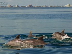 A playful pod of dolphins swims gracefully through the clear waters, showcasing the beauty of marine wildlife in their natural habitat.