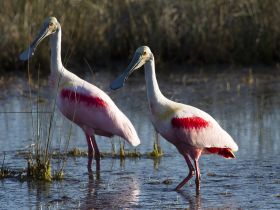 Two roseate spoonbills wade through shallow waters in a wetland, showcasing their vibrant pink plumage and unique beaks — a stunning display of wildlife in its natural habitat.