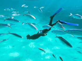 A snorkeler interacts with a school of fish in crystal-clear waters, showcasing the vibrant underwater life — a must-see experience for marine enthusiasts.