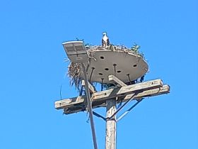 A bird perches atop a nesting platform, showcasing the beauty of wildlife in its natural habitat against a clear blue sky.
