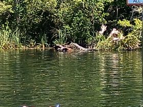 A serene view of wildlife along the water's edge, showcasing the natural beauty of the surroundings.