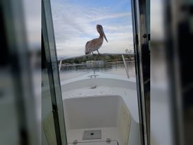 A pelican perches on the bow of a boat, showcasing a serene moment in nature — a perfect sight for wildlife enthusiasts.