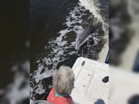 A dolphin swims alongside a boat, captivating a guest with its playful presence — a memorable wildlife encounter on the water.