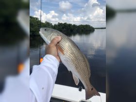 A close-up of a freshly caught fish held by an angler, showcasing the thrill of fishing in serene waters surrounded by lush greenery.
