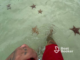 A person wades through shallow water surrounded by starfish, showcasing a unique wildlife encounter in a tropical setting.