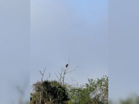 A majestic eagle perches atop a bare tree, showcasing the beauty of wildlife in its natural habitat.