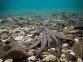 A stunning underwater shot of an octopus resting on a rocky seabed, showcasing the beauty of marine wildlife in its natural habitat.