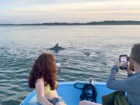 A thrilling moment as two dolphins swim alongside a boat, while guests capture the experience on their phones — a perfect wildlife encounter on the water.