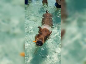A playful pig swims in crystal-clear waters, enjoying a carrot treat — a delightful wildlife encounter in the Bahamas.