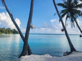 A serene tropical beach scene featuring palm trees and crystal-clear waters, perfect for showcasing the beauty of island destinations.