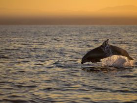 A stunning shot of a dolphin leaping out of the water at sunset, showcasing the beauty of marine wildlife in their natural habitat.