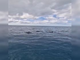 A pod of dolphins gracefully swims through the clear ocean waters, showcasing the beauty of marine wildlife in their natural habitat.