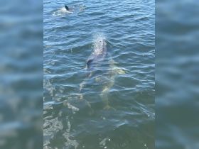 A captivating view of dolphins swimming in clear waters, showcasing the beauty of marine wildlife in their natural habitat.