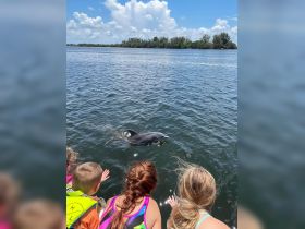 Excited children reach out to a dolphin swimming nearby, capturing a magical moment of wildlife interaction in a beautiful aquatic setting.