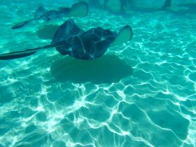 A serene underwater scene featuring stingrays gliding gracefully over a sandy bottom, showcasing the beauty of marine wildlife in crystal-clear waters.