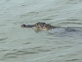 A close-up view of an alligator swimming in calm waters, showcasing the unique wildlife often encountered in aquatic environments.