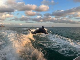 A stunning capture of a dolphin leaping through the waves, showcasing the beauty of marine wildlife in their natural habitat.