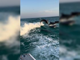 A stunning capture of dolphins jumping through the waves, showcasing the beauty of marine wildlife in their natural habitat.