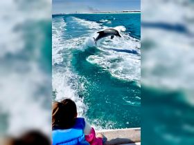 A young girl watches in awe as a dolphin leaps from the water, creating a magical moment during a boat trip — a perfect wildlife encounter on the water.