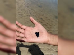A close-up of a person holding a black shark tooth found on the beach, showcasing a unique marine discovery during a day by the water.