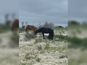 Two horses graze peacefully in a sandy landscape, showcasing the beauty of wildlife in natural settings.