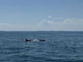 A pair of dolphins swim gracefully in the clear waters, showcasing the beauty of marine wildlife in their natural habitat.