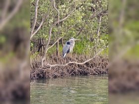 A majestic heron perched on a branch amidst lush greenery, showcasing the beauty of wildlife in its natural habitat.