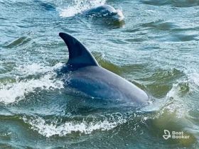 A captivating close-up of dolphins swimming in the water, showcasing their playful nature in a natural habitat.