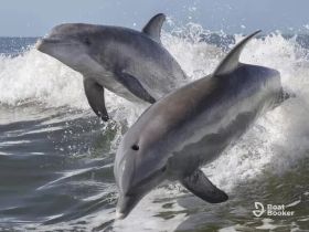 Two dolphins leap gracefully through the waves, showcasing their playful nature in the ocean — a stunning wildlife moment.