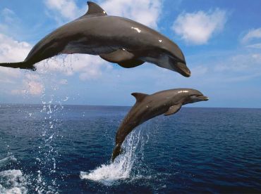 Harbor Star Dolphin Tours