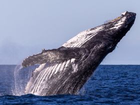 A stunning close-up of a humpback whale breaching the surface, showcasing the majestic beauty of marine wildlife in its natural habitat.