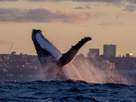 A stunning moment captured as a whale breaches the surface, showcasing the beauty of marine wildlife. Perfect for whale watching enthusiasts and nature lovers.