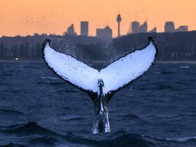 A stunning capture of a whale's tail splashing in the ocean at sunset, showcasing the beauty of marine wildlife against a city skyline backdrop.