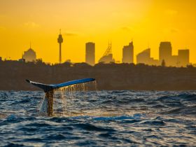 A stunning shot of a whale's tail emerging from the water against a vibrant sunset backdrop, showcasing the beauty of marine wildlife in an urban setting.