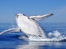 A magnificent humpback whale breaches the surface of the calm ocean, showcasing its impressive size and grace — a breathtaking moment in marine wildlife observation.