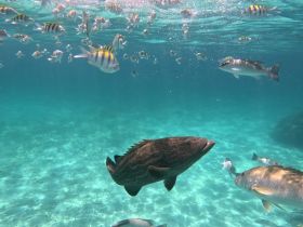 A vibrant underwater scene showcasing a variety of fish swimming in crystal-clear waters, perfect for snorkeling enthusiasts and marine life lovers.