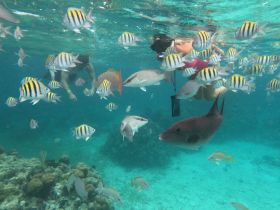 A snorkeler interacts with vibrant fish in crystal-clear waters, showcasing a lively underwater ecosystem — a perfect adventure for marine life enthusiasts.