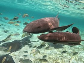 Two sharks glide gracefully through crystal-clear waters, surrounded by a vibrant school of fish — a captivating underwater wildlife encounter.
