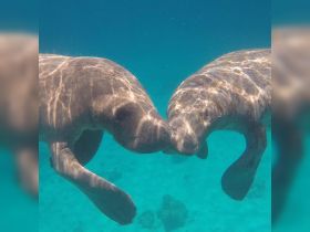 Snorkeling with manatees 