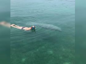 Snorkeling with manatees 