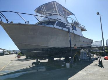 Paradise Charters – Whale Watching