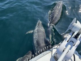 A captivating view of dolphins swimming alongside a boat, showcasing the beauty of marine wildlife in their natural habitat.