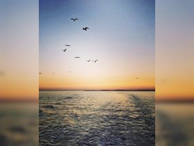 A serene sunset over the ocean, with birds flying across the sky, creating a picturesque scene perfect for nature lovers and sunset enthusiasts.