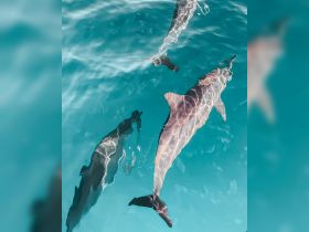 A stunning underwater view of dolphins swimming gracefully in crystal-clear waters — a captivating wildlife encounter perfect for marine enthusiasts.