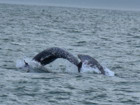 Two dolphins leap and play in the water, showcasing their agility and grace — a captivating moment in marine wildlife observation.