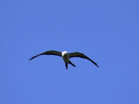 A majestic bird soaring through a clear blue sky, showcasing the beauty of wildlife in its natural habitat.