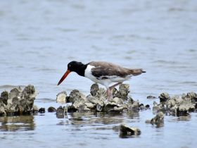 A close-up shot of a bird foraging among oyster beds in shallow waters, showcasing the beauty of wildlife in coastal ecosystems.