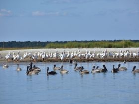 A serene scene featuring a flock of pelicans resting on the shore while others swim in the calm waters, showcasing the beauty of coastal wildlife.