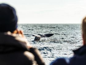 A breathtaking moment captured as a whale's tail emerges from the water, with excited onlookers in the foreground — a perfect highlight of a whale watching adventure.