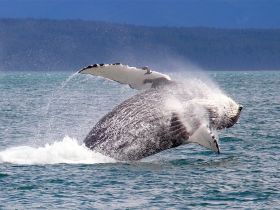 A magnificent humpback whale breaches the surface, showcasing its power and grace in the wild — a breathtaking moment for wildlife enthusiasts.